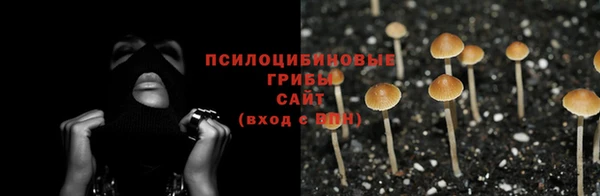 трава Белокуриха